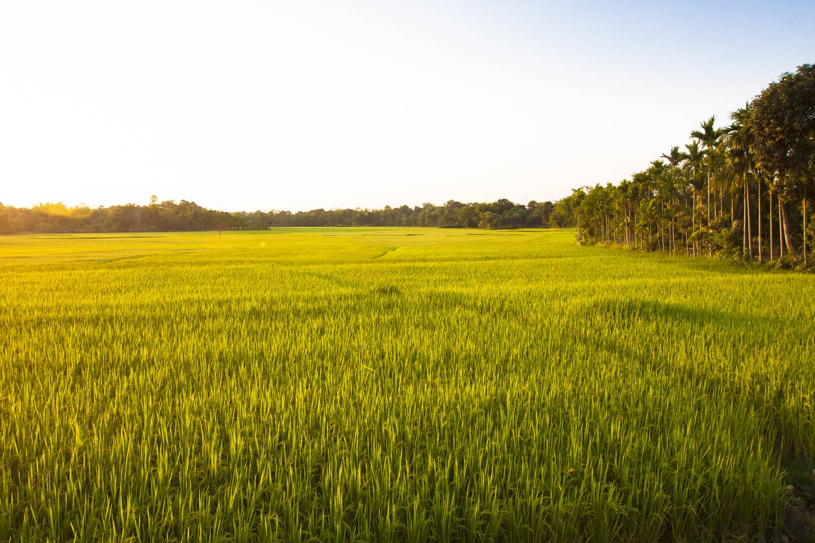 A ripening rice paddy field lined with palm trees.