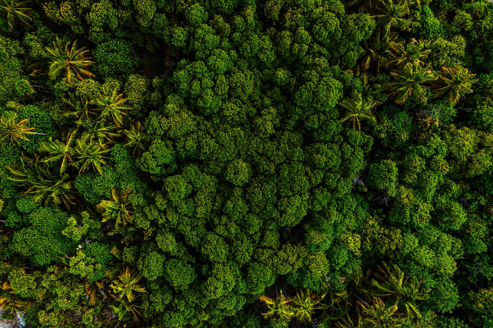 Aerial view of a dense tropical palm canopy.