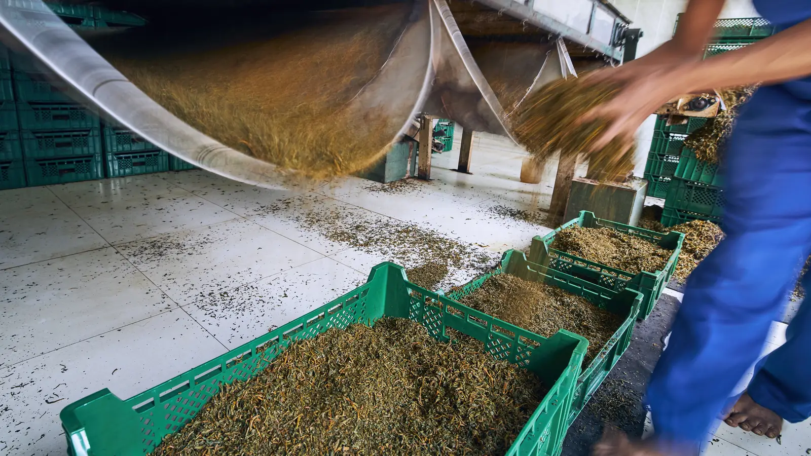 Workers move dried tea leaves along a processing line.