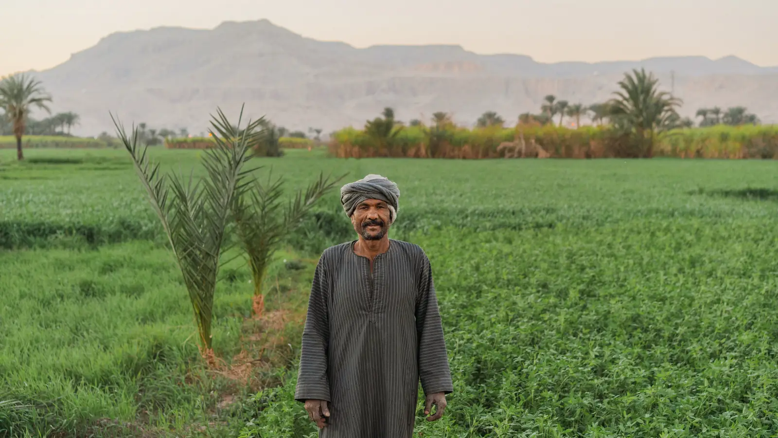 A farmer in a galabeya stands in a green field lined with date palms.