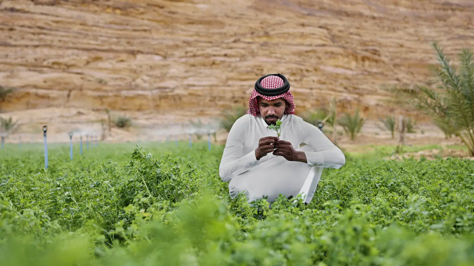 A farmer in a thobe crouches in a drip-irrigated field below desert cliffs, checking his phone.