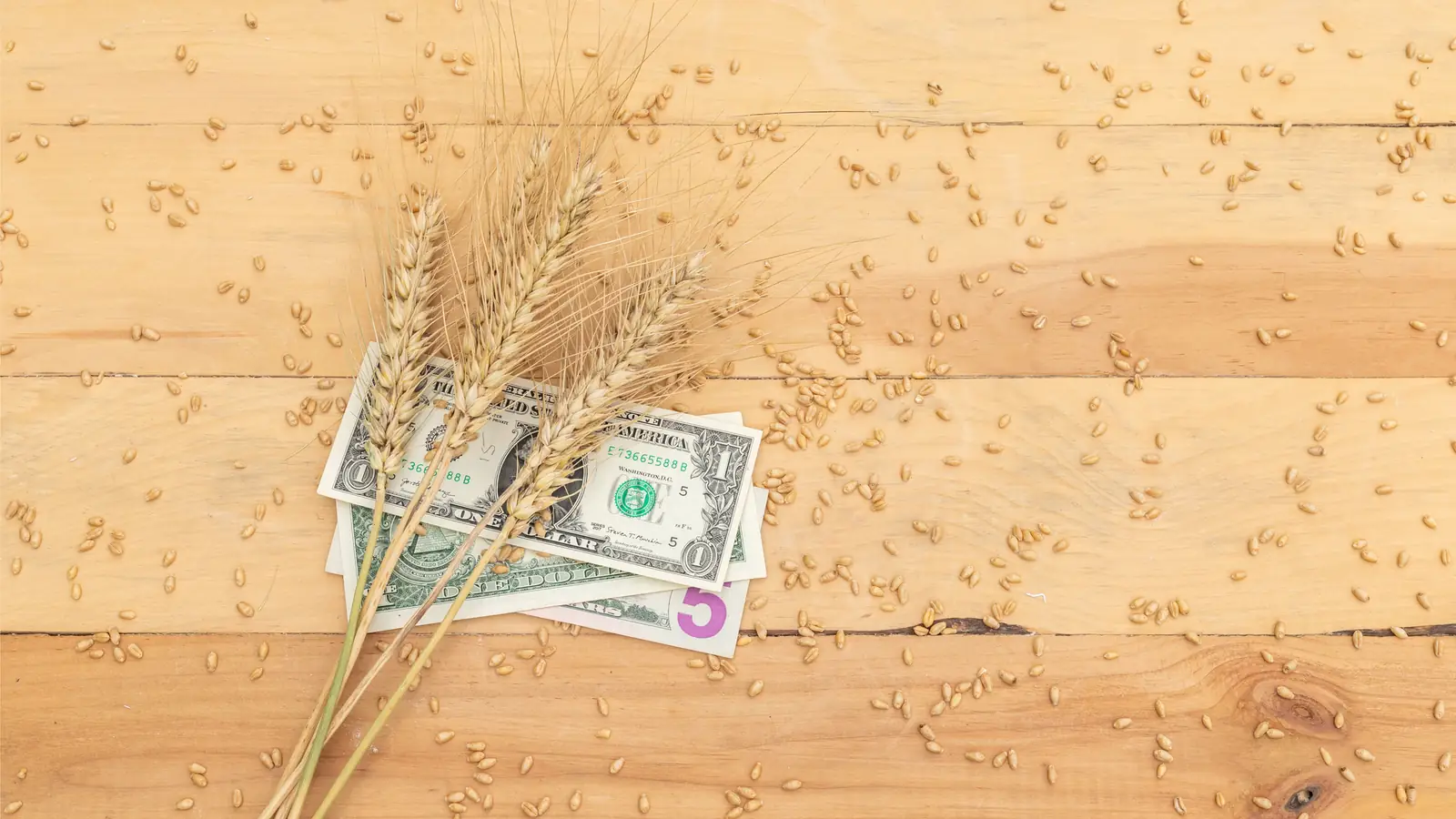 Ears of wheat resting on US dollar notes on a wooden table.