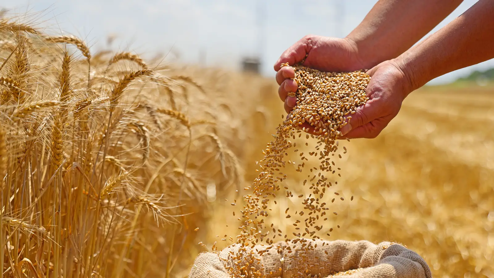 Wheat grain pours from a farmer's hands into a sack in a ripe wheat field.