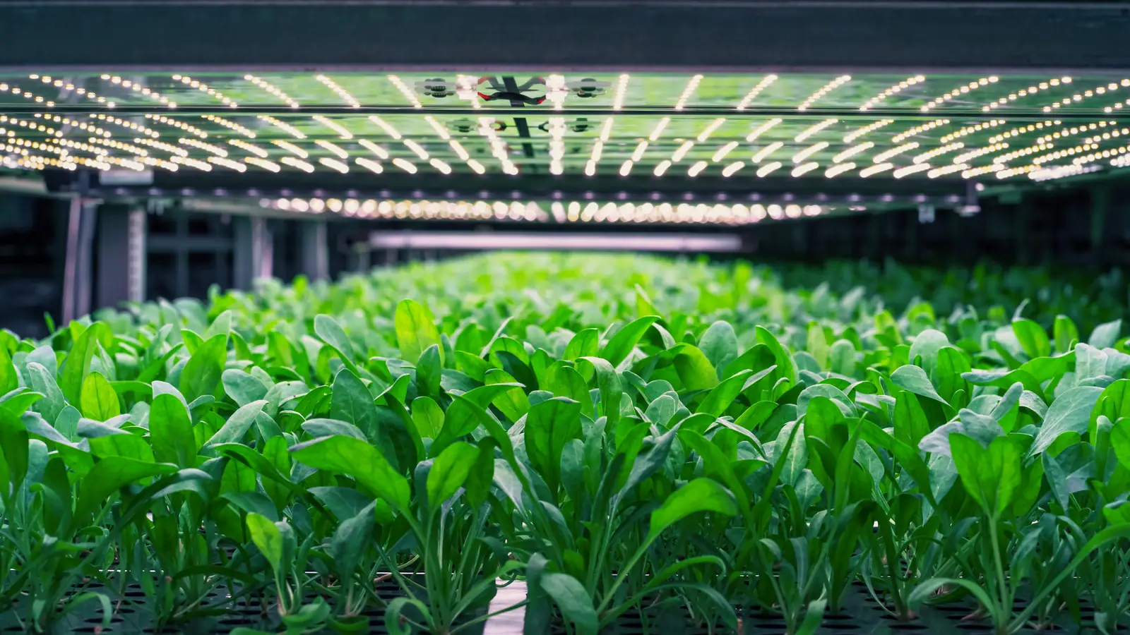 Rows of leafy greens growing under LED lights in a vertical farm.