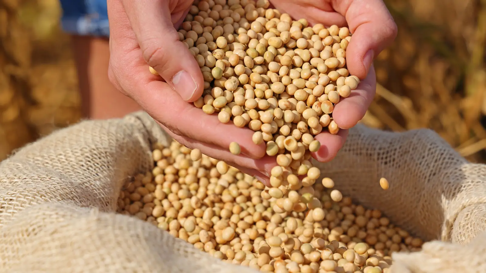 Hands lift freshly harvested soybeans from an open sack.
