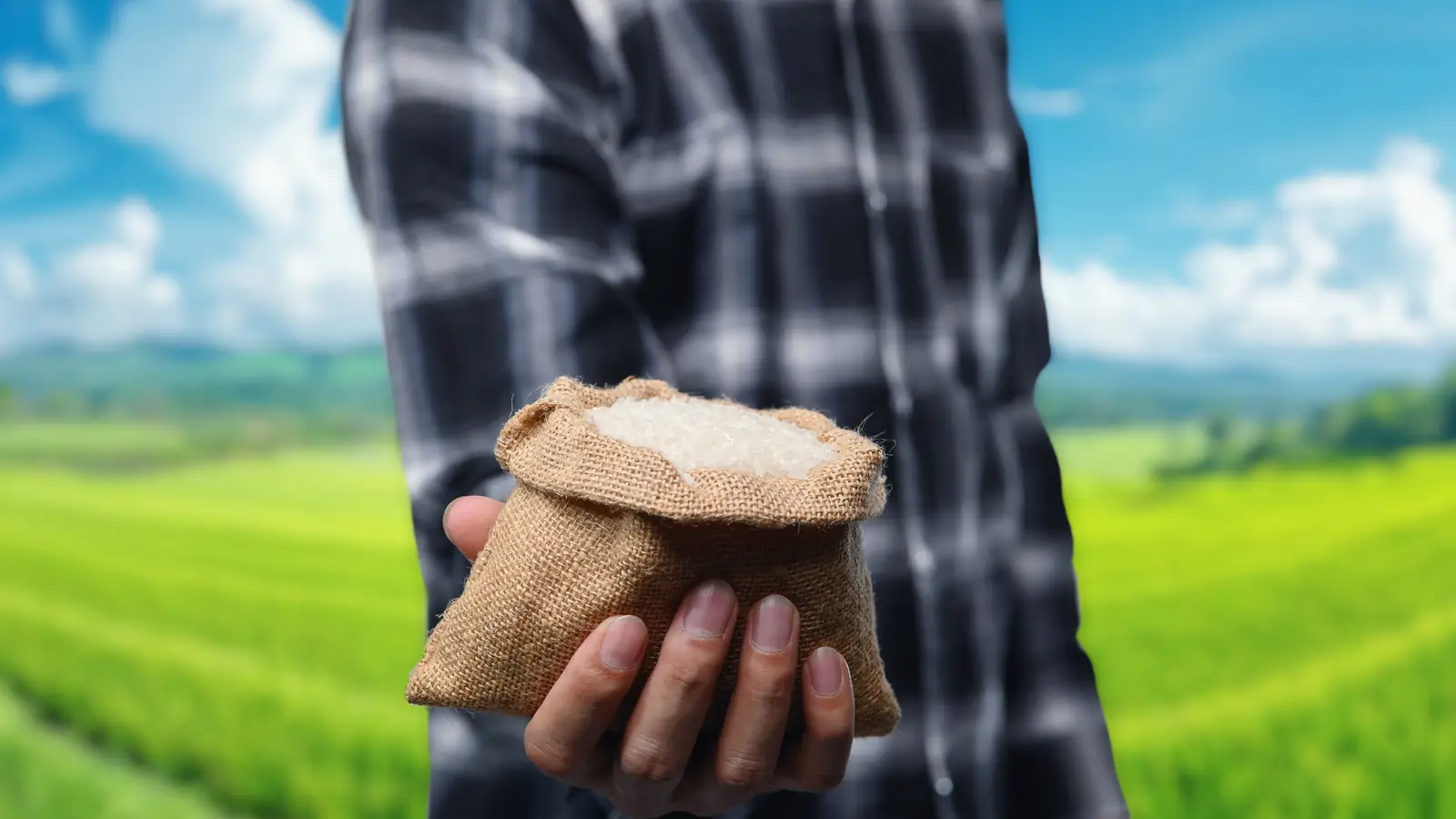 A farmer holds up a small sack of rice in front of a green paddy field.
