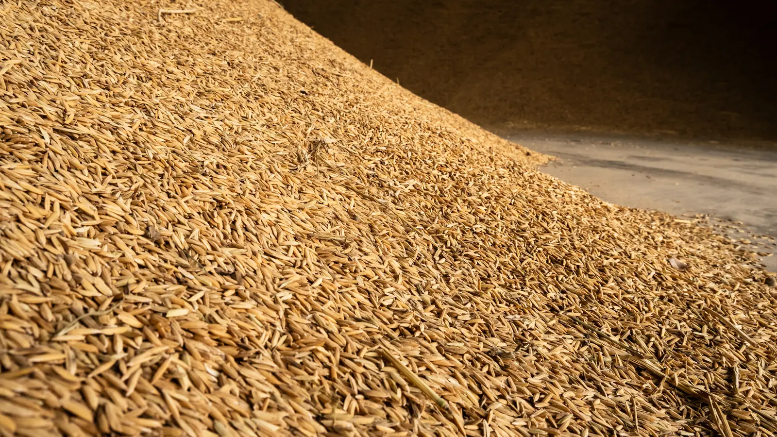 A large heap of golden paddy rice fills a warehouse corner.