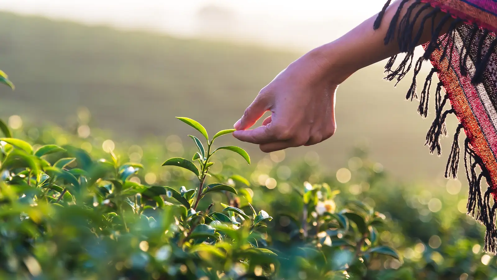 A hand picks fresh tea leaves in the morning light.