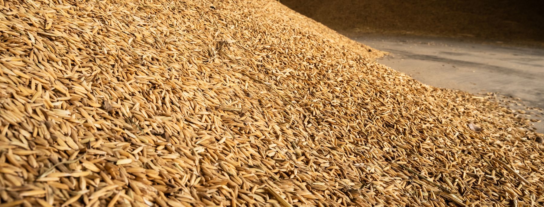 A large heap of paddy rice in a warehouse.